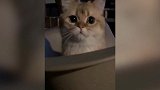 你真的太坏了，看把下面的猫咪踩的，都不会动了！