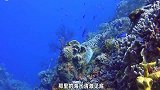 深入水下一万米，在海洋最深处的马里亚纳海沟，人类发现了什么？