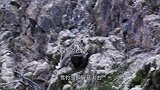 金雕俯冲而下捕捉山羊，怎料反被山羊反击，一路跌落山崖！
