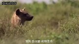 鬣狗掏肛小角马，危急时刻角马妈妈及时赶到，整个场面惊心动魄！