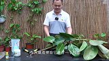 路边捡的橡皮树枝条，这样扦插繁殖，生根超快！