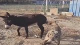 鬣狗招惹完公驴，才发现自己做错了，可是为时已晚！