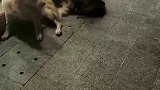 二哈：铲屎的，放开我，要咬架你去呀，凭什么让我去！