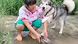 洪水都涨到家门口来了，阿拉斯加犬赶紧叫奶奶回去