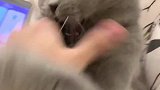 主人用猫语翻译器让猫咪打他，看猫咪什么反应，你们都忍住别笑