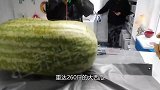 重达260斤的大西瓜，被土豪用20万买回家，切开一看傻眼了！