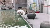 猫咪瞄准目标，一个飞扑过去，结果一条鱼也没捞到，好尴尬