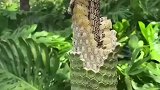好甜，就是不知道能不能吃要不要去医院