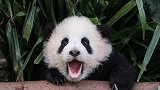 全球唯一被退货回国的大熊猫：原因是只吃中国的新鲜竹子，养不起