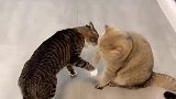 猫：你敢打我，我才不怕你呢！