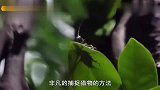 生命故事：昆虫爬在树叶上,殊不知水里暗藏危机,下秒惨遭吞食！