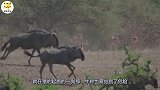 3只猎豹围捕1头瘸腿的牛羚，本以为稳赢，没想到牛羚太机智了