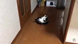 短腿小猫把扫地机当座驾，上下车淡定从容，一看就是老司机
