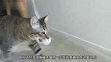 男子收养了一只流浪猫，结果每天门口都会出现一堆钱，哪来的