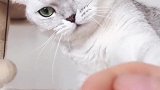 猫：再逗我，信不信我咬死你！