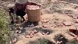 养殖人的黄金屋，一天产量就是一套车