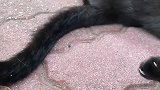 流浪黑猫正在睡觉时，却被路人叫醒，太可恶了