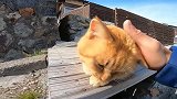 野外遇见一只年龄很大的流浪猫，每天吃不饱肚子太可怜了