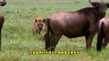 小角马刚出生就遭鬣狗追捕，场面惊险万分，紧要关头却现神逆转