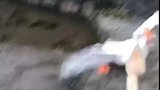 大鹅：兄弟们今天我们要好好修理下这狗子！