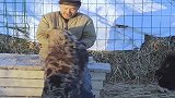 非洲的鬣狗，被黑毛驴踢惨了，原因竟是老八耍的两面派！