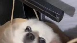 天天串门找小母狗，主人脸都被丢干净了