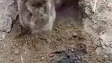 用黑蛋逗灰兔出动