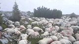 疯了！棕熊偷袭羊群，一群牧羊犬集体疯咬，镜头拍下绝望的画面！