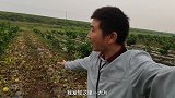 农村小伙路边发现满地香瓜没人要，这么一大片都烂了，什么情况？