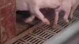 追逐大战，养猪的日常生活
