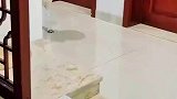 仔仔早不打晚不打，偏偏在端饭时候打
