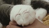 猫咪的萌爪碰了碰你, 你感动吗，你敢动吗