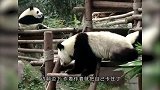熊猫失足滑倒，饲养员全力救援，最后也没能力挽狂澜