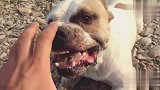 狗子护食，还跟主人呲牙，网友：这可不能打