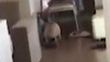 关于我转生换成狗子这件事