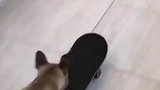 关于我转生换成狗子这件事