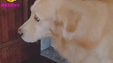 金毛要离家出走，原因却让人忍俊不禁，这狗怕是成精了
