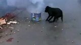 不怕放鞭炮的狗狗你们见过吗