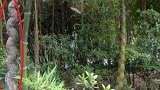 大爷菜地种了一颗竹子，然而竹子却变异了，专家：你发大财了