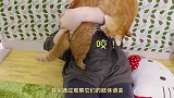 猫咪的5种特殊反应，是在和主人说“我喜欢和你在一起”