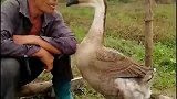 一只会撒娇的大鹅，好乖呀！