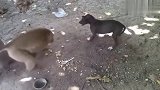 猴子就是凶，生抢狗狗的食物，还拿锅敲