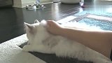 主人给布偶猫挠痒痒，挠得不好它还不愿意