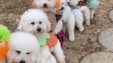 简单来个小火车游戏