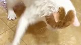 猫：为了小鱼干，一定要把地擦干净！