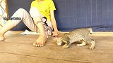 小猴子道尔顿被猫宝宝被抓的哇哇大叫，求放过！