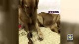 这是一只懂事的狗狗：自己分的骨头哭着也要吃完