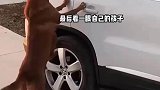 狗妈妈趴在车窗不舍送别孩子，主人制止了，它又跑到另一边