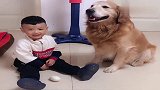 弟弟和金毛相互谦让鸡蛋，金毛搂着弟弟甜蜜十足，太暖了