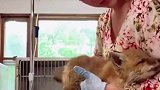 小狐狸被小姐姐一家救助后放生，谁知小家伙竟然回来看望恩人